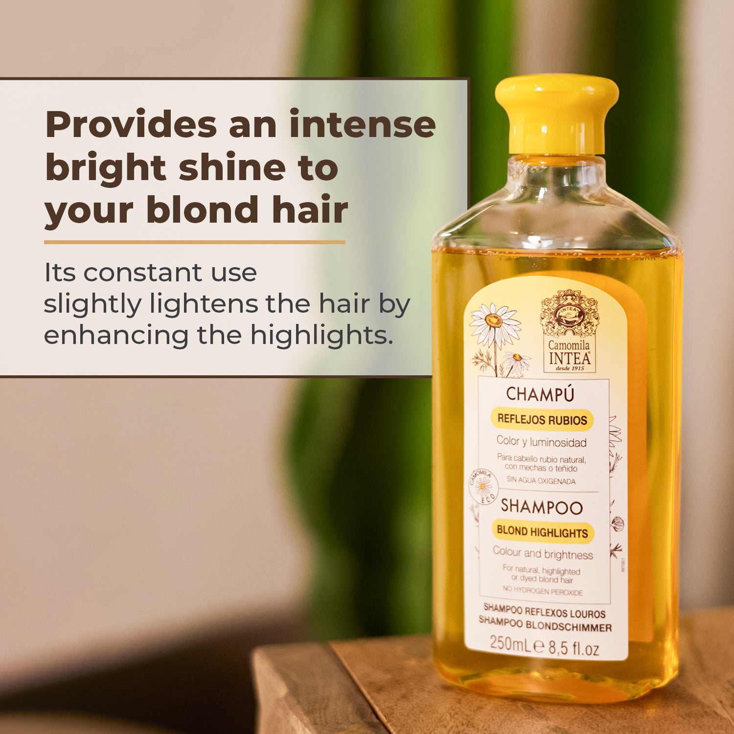 Total Blonde Pack + Free Fanola Shampoo